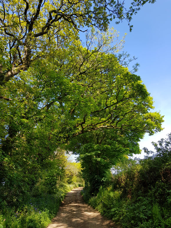 green lane