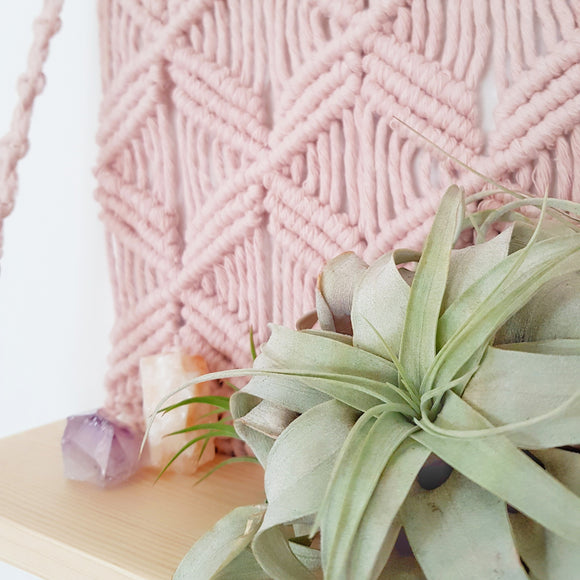 Close up macrame shelf with air plant