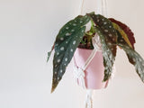 Macrame hanging planter with copper beads