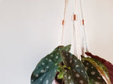 Macrame hanging planter with copper beads