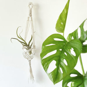 Mini Macrame hanging planter